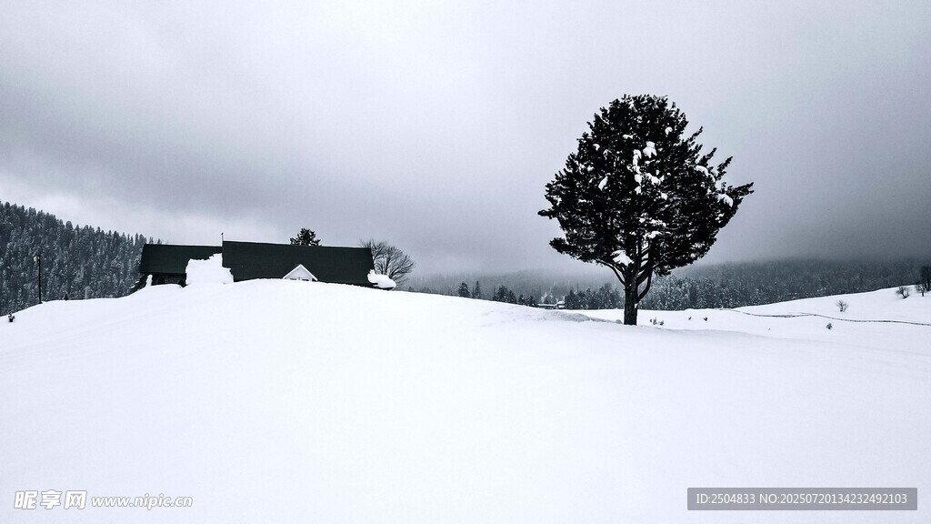 雪野孤树