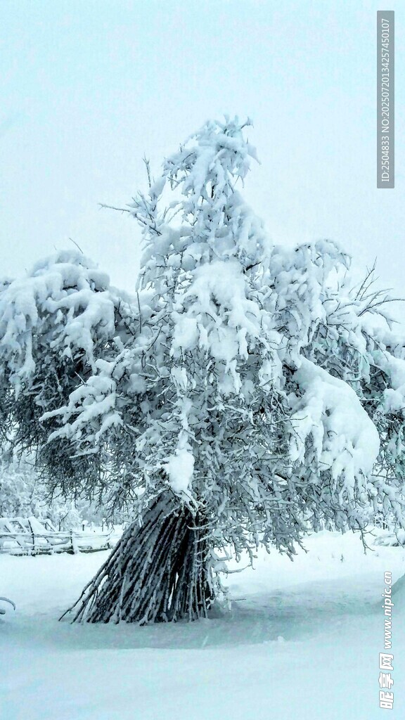雪覆孤树 冬日静谧之景