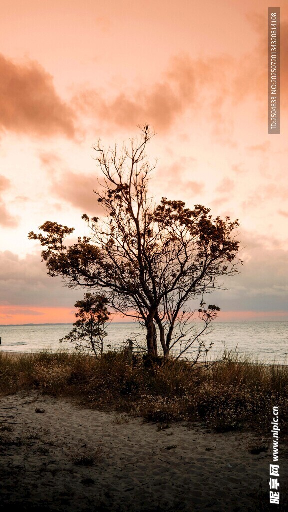 夕阳下的孤树与海边美景