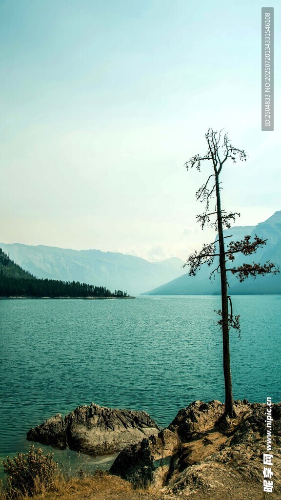 湖畔孤树 静谧湖景风光