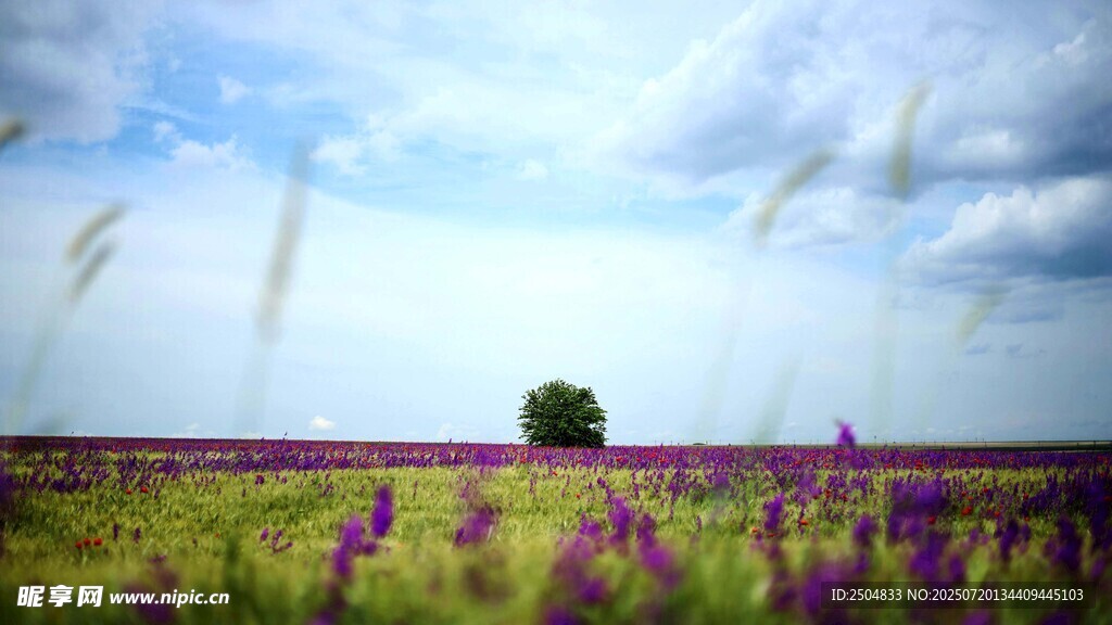 紫色花田中的孤独树木