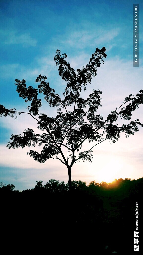 夕阳下的孤树剪影