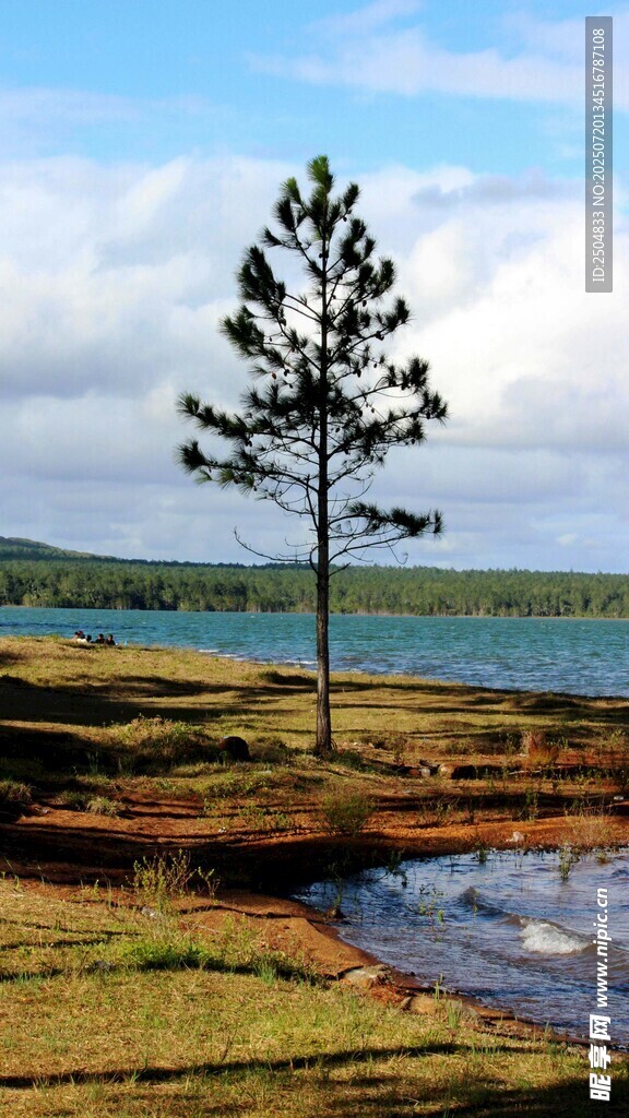 湖畔孤树 自然静谧之景