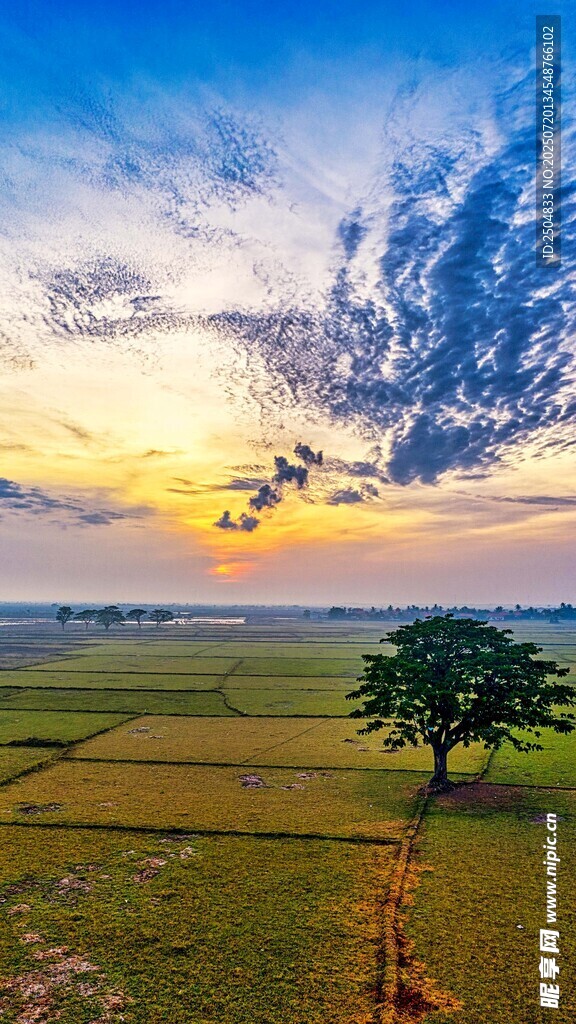 田野孤树夕阳美景