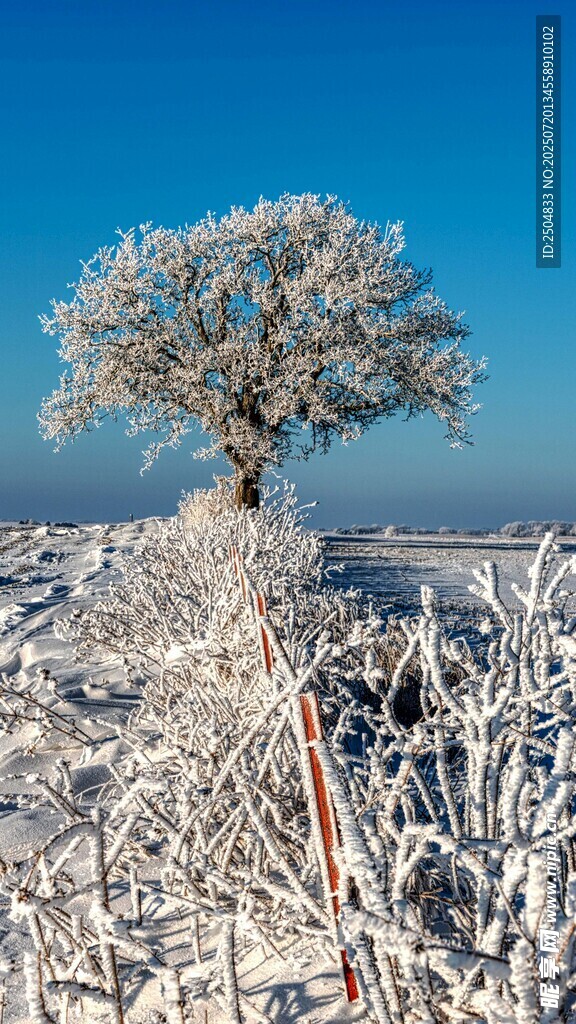 冬日霜树雪景
