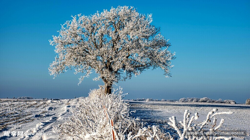 雪覆孤树 冬日纯净之景