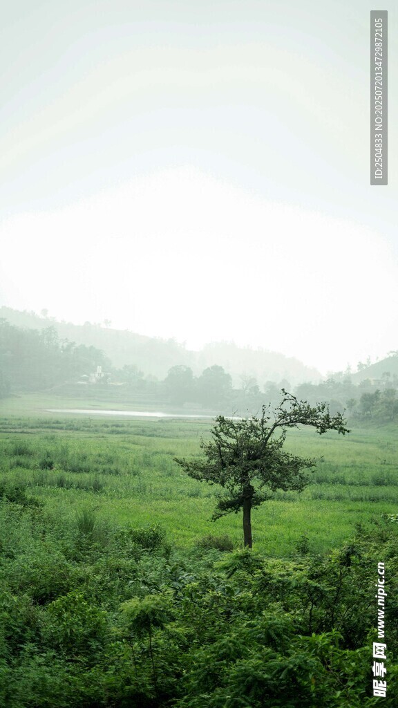 雾中孤树 绿野静谧之景