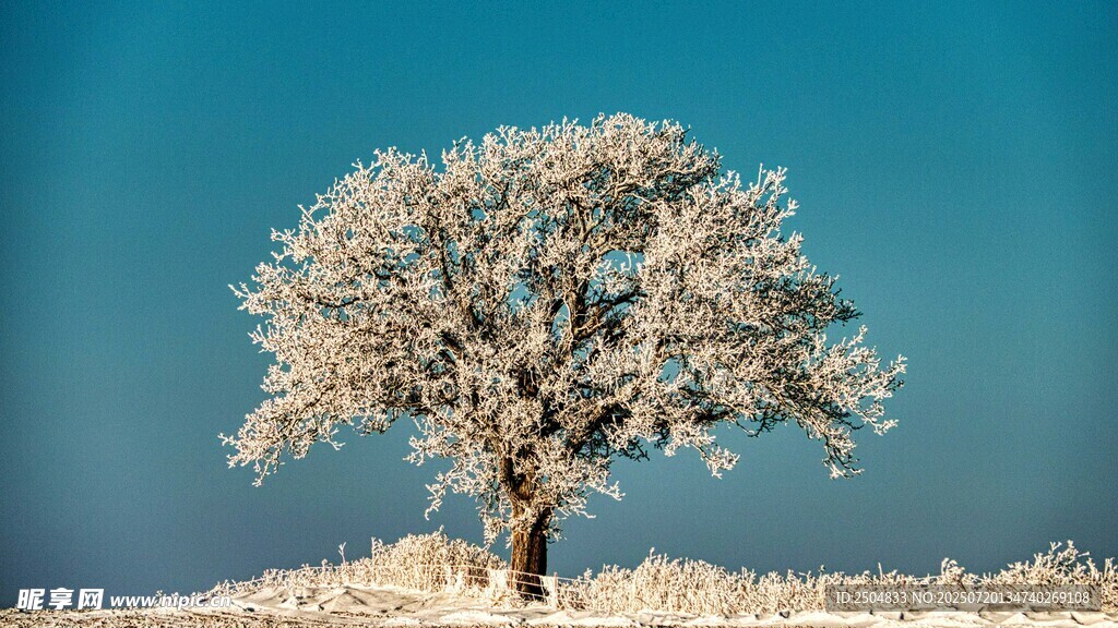 冬日孤树覆雪美景