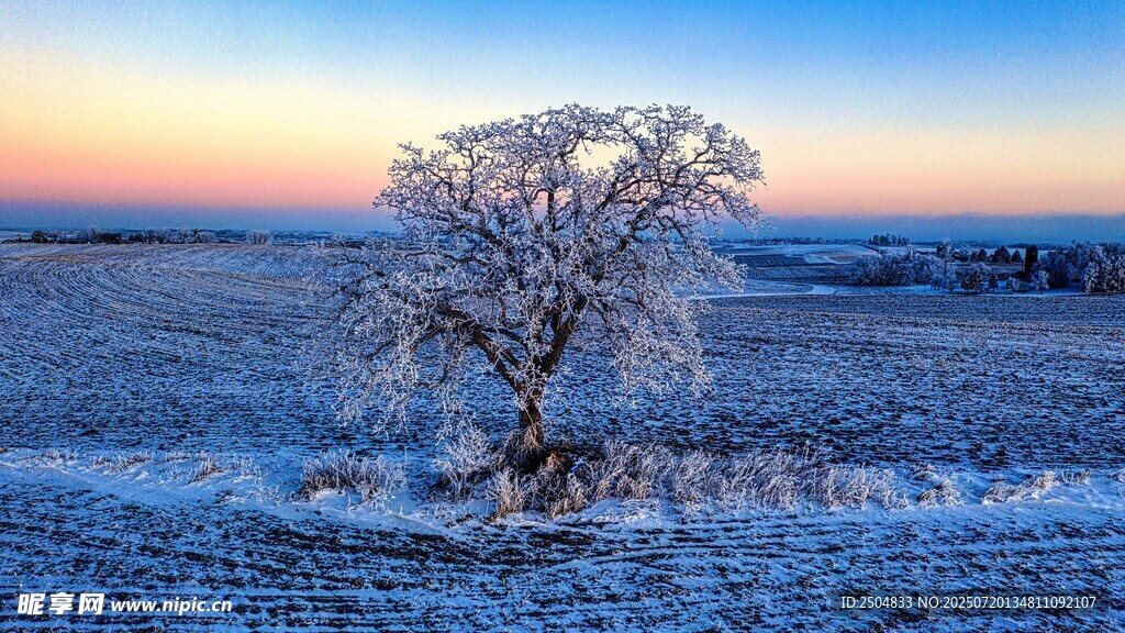 冬日孤树雪景