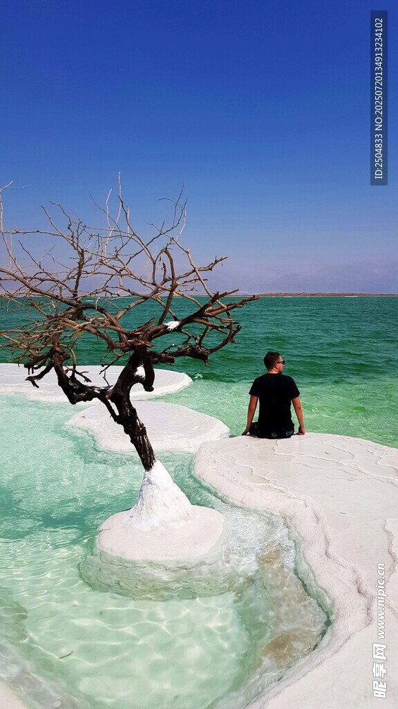 孤独树旁的静谧湖景