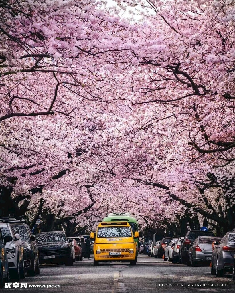 樱花大道