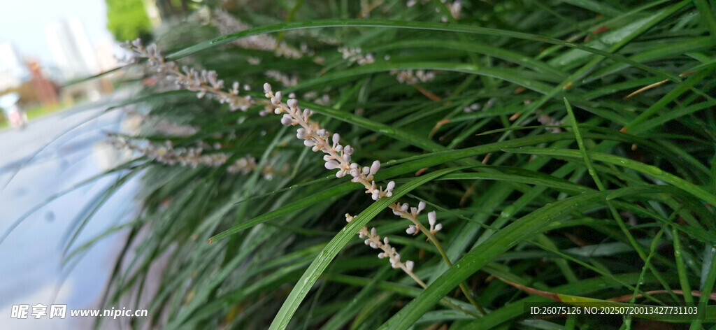 翠绿草丛中的精致小花