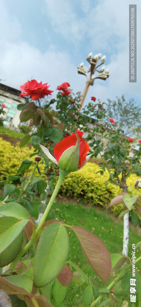 花园中的多彩花卉绽放