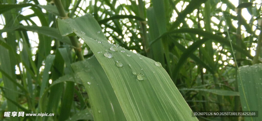 雨后芦苇叶片与雨水特写