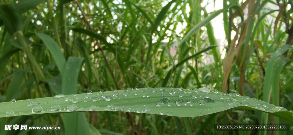 雨后细长叶片上的雨珠