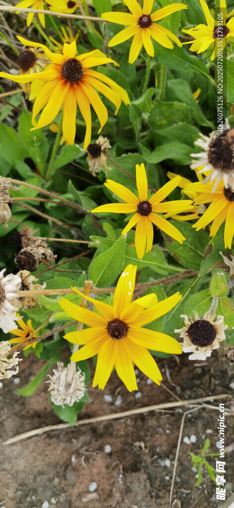 黄色黑心菊绽放于绿植间