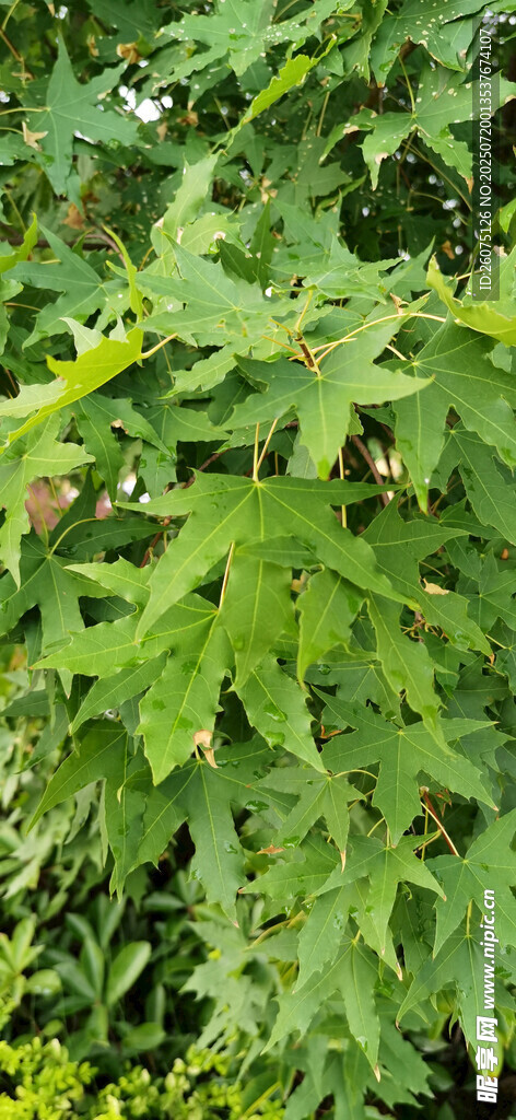 繁茂的枫树枝叶