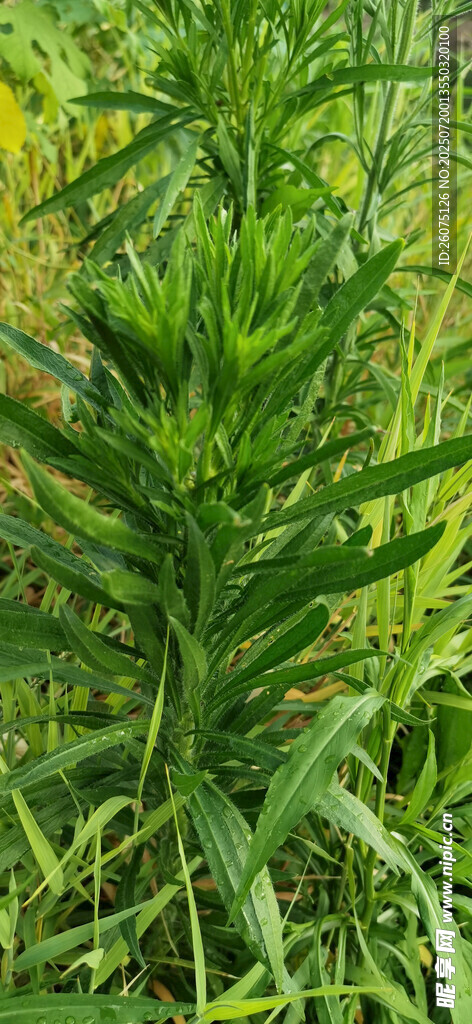 翠绿茂盛的野生植物