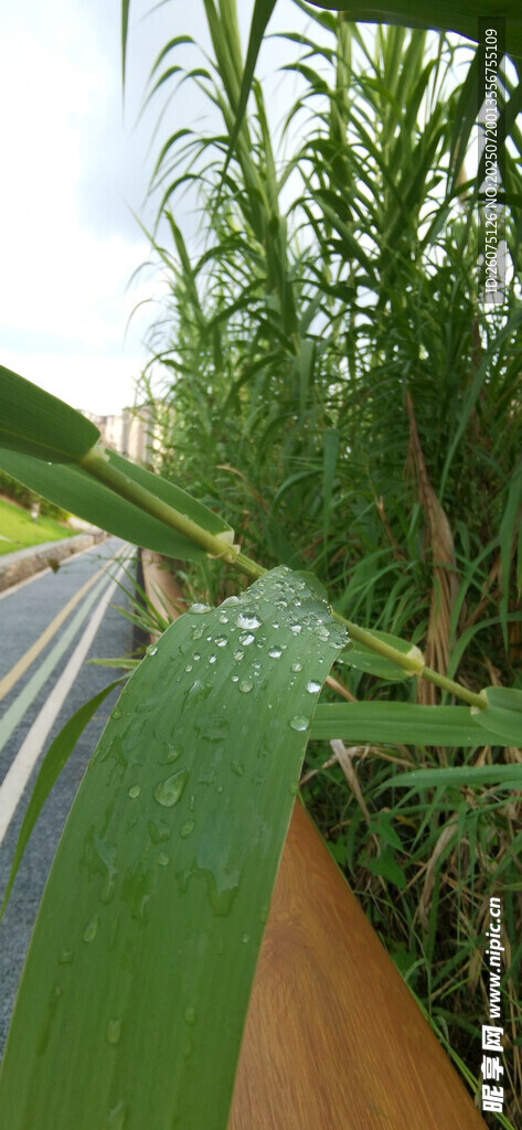雨后河畔翠绿芦苇