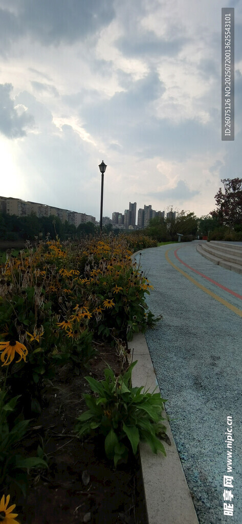 城市道路旁的绿植与天空