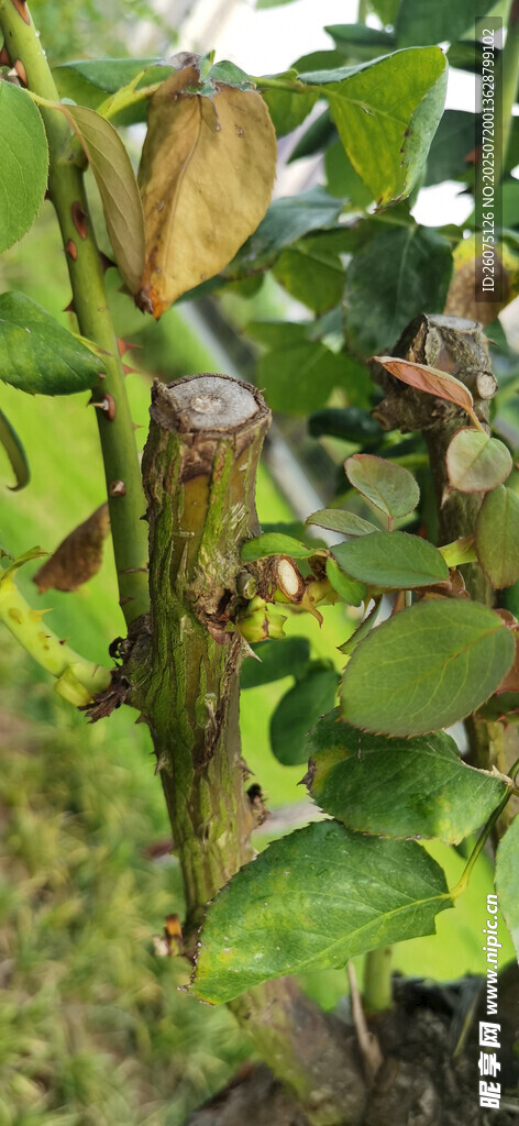 绿叶间的植物细节