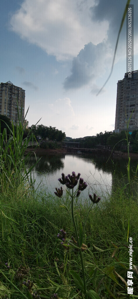湖畔绿植与远处高楼景致