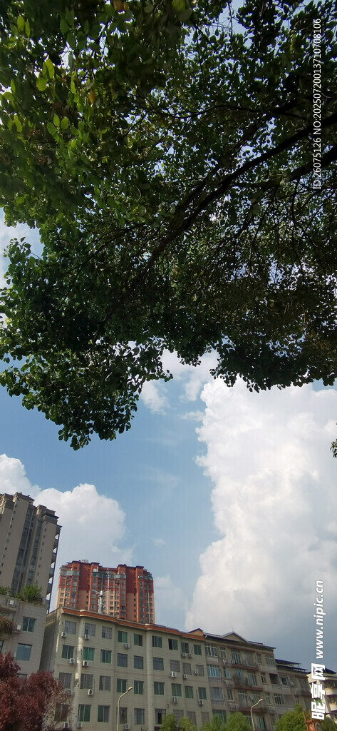 绿树掩映下的城市建筑
