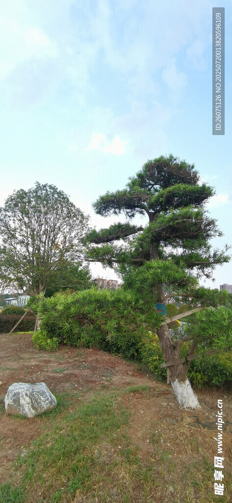 公园景观绿植