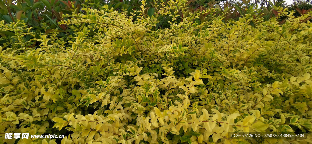 金黄繁茂灌木丛