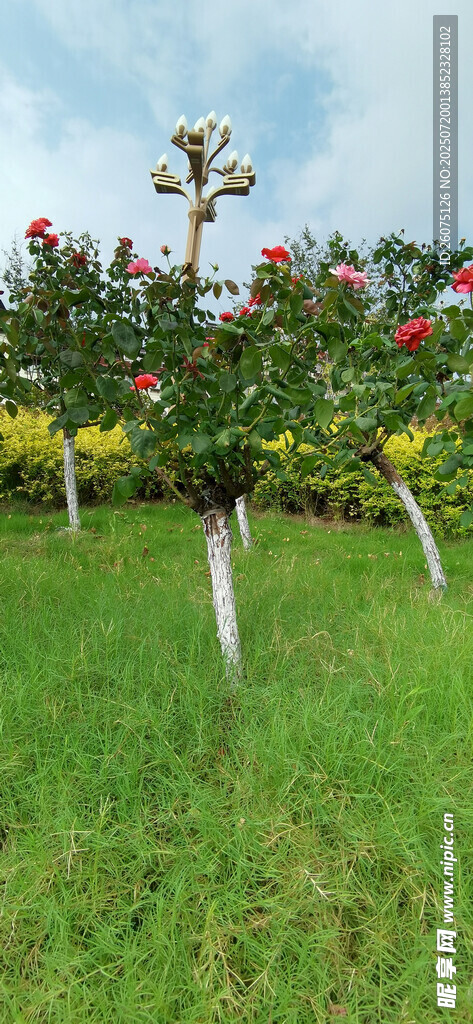 公园里的月季花树与翠绿草地