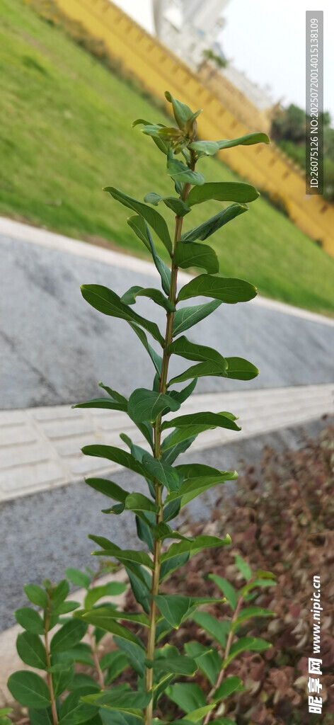 路边的绿色植物