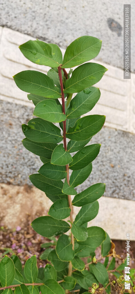 直立绿植