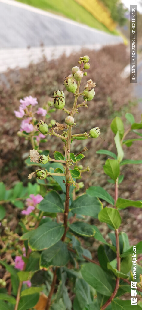绿叶间绽放的紫色小花