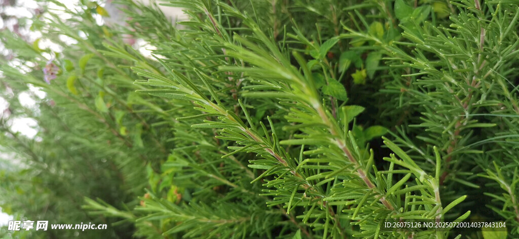 翠绿繁茂的枝叶景观