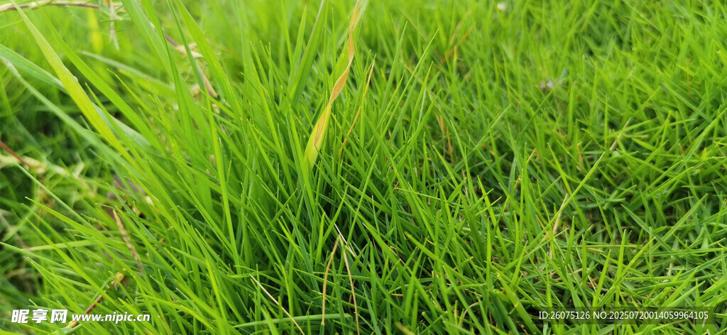 翠绿草地