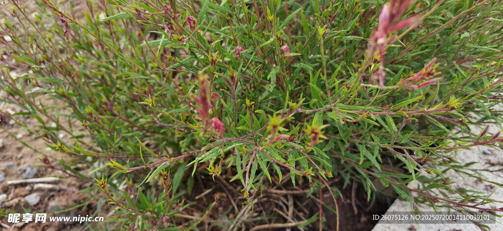 绿叶间的红色小花植物