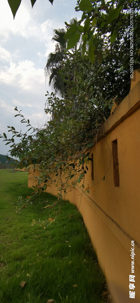 黄色墙边绿植景观