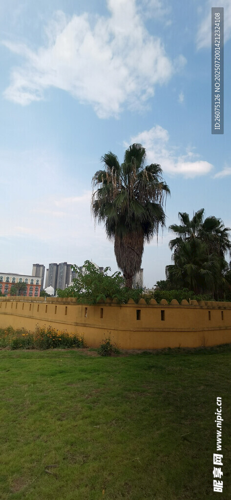 户外草地与棕榈树景观