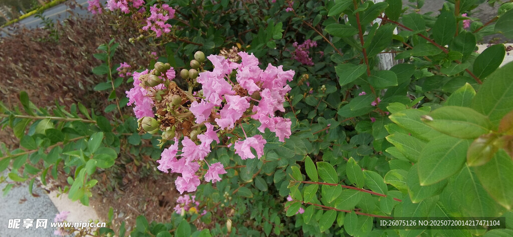 娇艳粉色花卉绽放