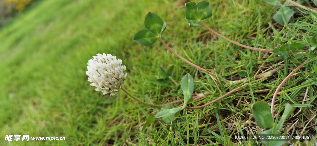 草地上的白色小花