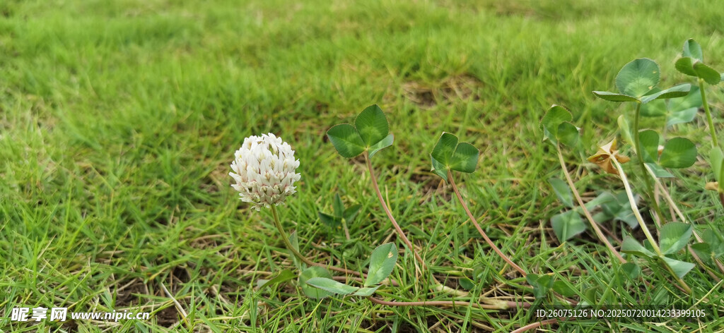 草地上的白色绒球