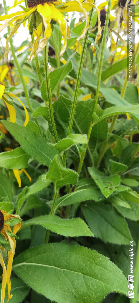 绿叶黄花植物特写
