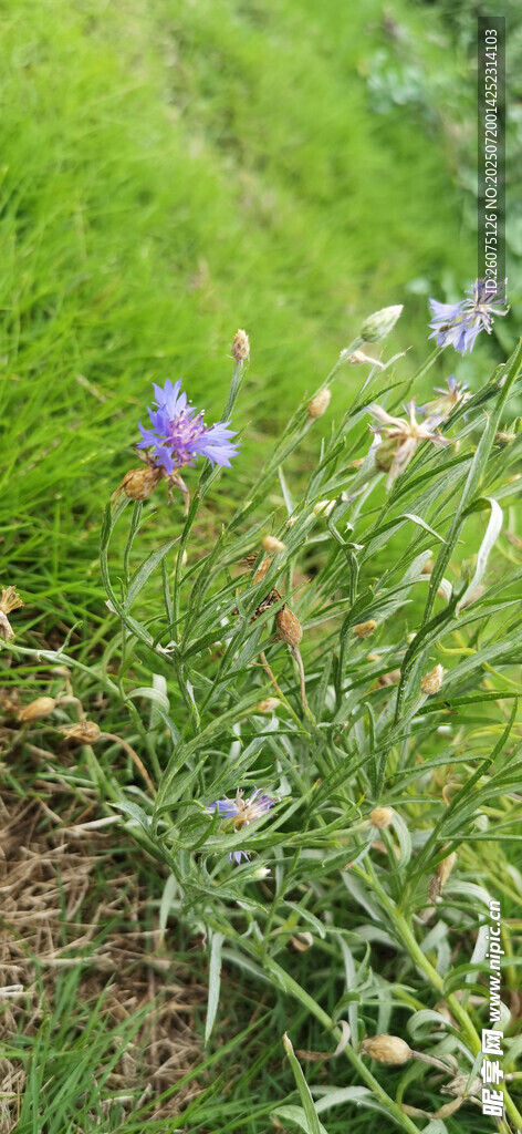 草丛中的紫色小花