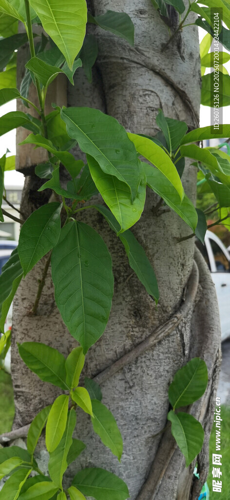 缠绕树干的翠绿藤蔓