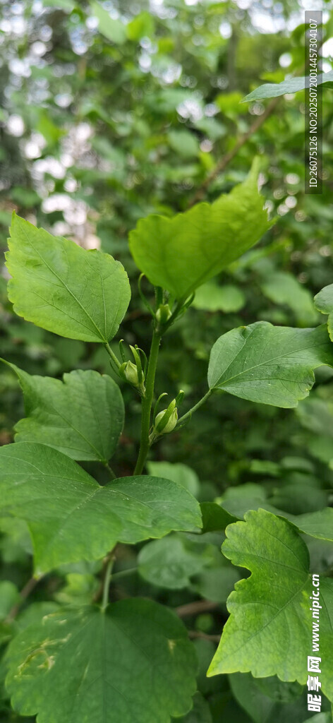 木槿翠绿叶片