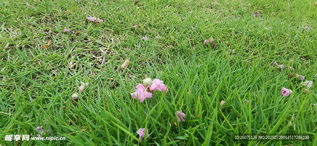 绿草间掉落的粉嫩小花