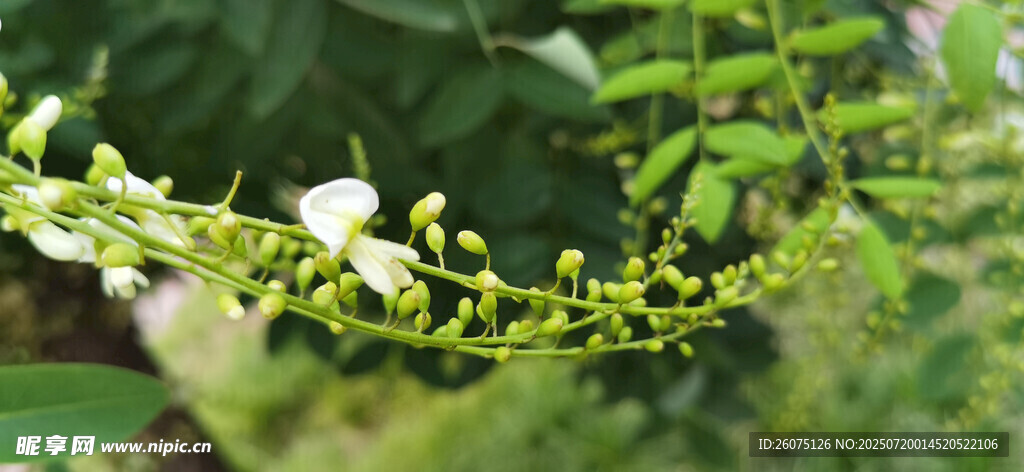 绿叶间的白色小花