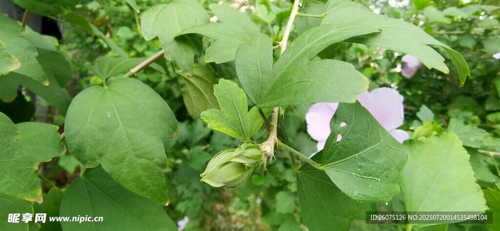 绿叶丛中的花苞