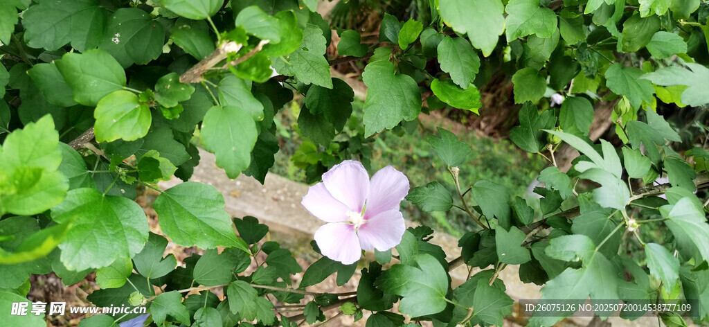 绿叶丛中的淡雅木槿花朵