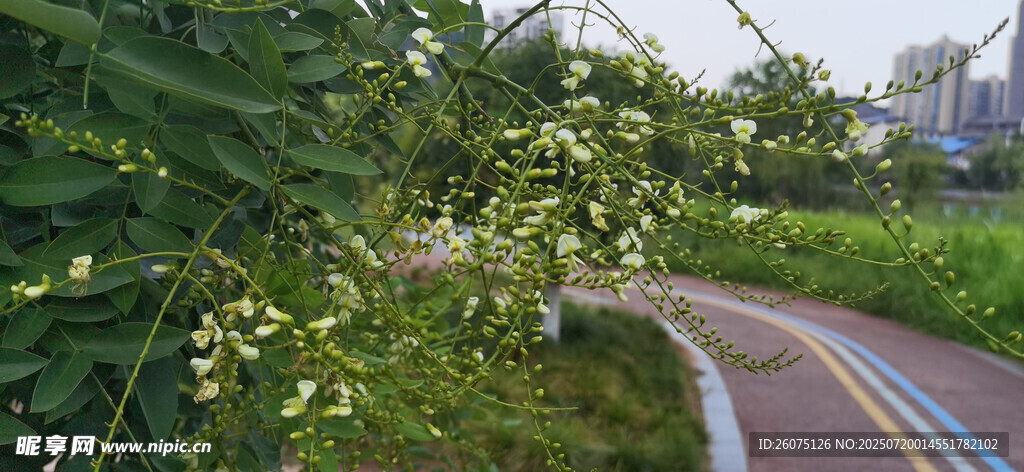 彩色步道旁的繁茂绿植